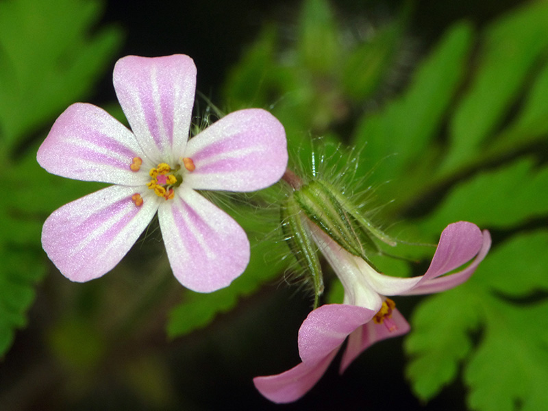 Geranium robertianum / Geranio di San Roberto